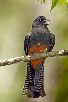 Images Dated 11th July 2011: Baird's Trogon - Female