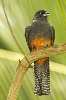 Images Dated 11th July 2011: Baird's Trogon - female