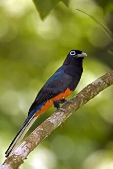 Images Dated 11th July 2011: Baird's Trogon - Male