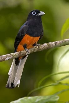 Images Dated 11th July 2011: Baird's Trogon - male