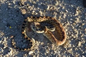 Baja California Gopher snake