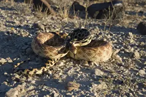 Baja California Gopher snake (Fam. Colubridae) - Photographed in Baja California South, Mexico