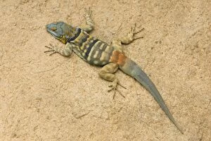 Images Dated 19th March 2005: Baja / San Lucan Rock Lizard - Male