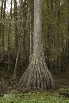 Bald Cypress - Found in southern U. S. and Mexico - occasionaly reaches 150 feet in height - wood very durable and used in construction, railways ties posts and in cooperage - lives in wet areas that flood several times a year. Louisiana, USA