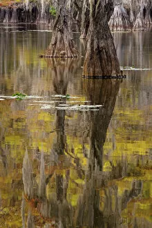 Swamp Gallery: Bald Cypress tree draped in Spanish moss with fall