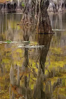 Tranquil Prints: Bald Cypress tree draped in Spanish moss with fall colors