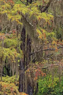 Bald Cypress tree draped in Spanish moss with fall colors. Caddo Lake State Park, Uncertain, Texas Date: 27-10-2021