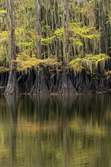 Bald Cypress tree draped in Spanish moss with fall colors. Caddo Lake State Park, Uncertain, Texas Date: 27-10-2021