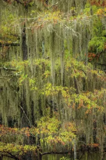 Bald Cypress tree draped in Spanish moss with fall colors. Caddo Lake State Park, Uncertain, Texas Date: 27-10-2021