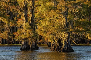 Swamp Gallery: Bald cypress trees in autumn colors at sunset. Caddo