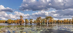 Lily Collection: Bald cypress trees in autumn and lily-ads. Caddo Lake, Uncertain, Texas Date: 26-10-2021