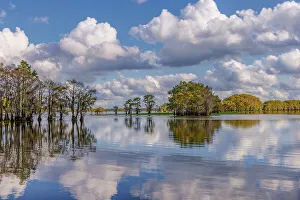 Swamp Gallery: Bald cypress trees in autumn reflected on lake
