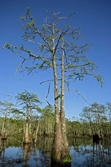 Bald Cypress Trees in Louisiana swamp. Showing hypertrophy base of tree swells in response to occasional flooding