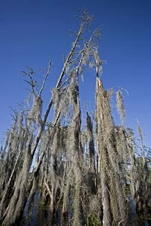 Bald Cypress Trees in Louisiana Swamp - Dead with