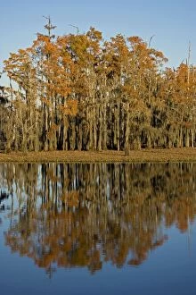 Bald Cypress Trees - with reflection in Louisiana Swamp, autumn