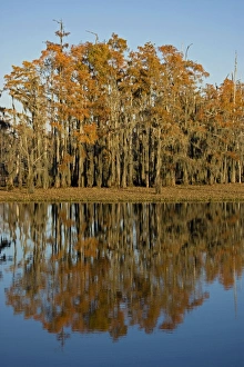 Bald Cypress Trees - with reflection in Louisiana Swamp, autumn Bald Cypress Trees - with reflection in Louisiana Swamp, autumn