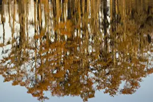 Cypresses Prints: Bald Cypress Trees - reflection in Swamp Water, autumn. Louisiana, USA