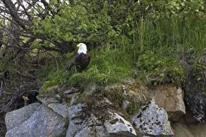Images Dated 14th June 2007: Bald Eagle