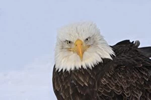 Images Dated 20th March 2008: Bald Eagle