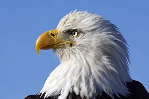 Images Dated 17th March 2008: Bald Eagle