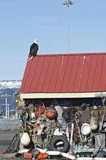 Images Dated 17th March 2008: Bald Eagle