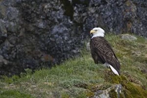 Images Dated 11th June 2007: Bald Eagle