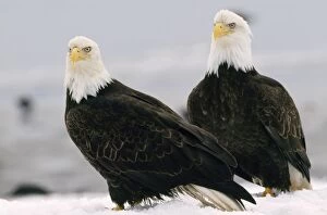 Images Dated 4th August 2008: Bald Eagle