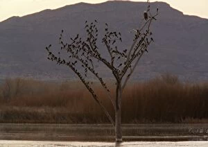 Bald Eagle - adult perched in tree, with large flock of Great-tailed Grackles