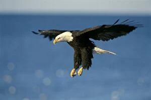 Bald EAGLE - adult soaring in midair