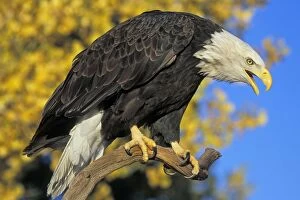 Bald Eagle - Calling from perch in front of autumn coloured aspen tree