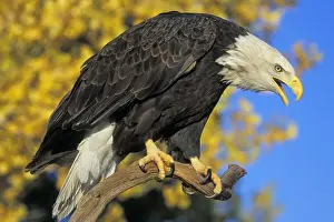 Leadership Prints: Bald Eagle - Calling from perch in front of autumn coloured aspen trees Western U. S. A