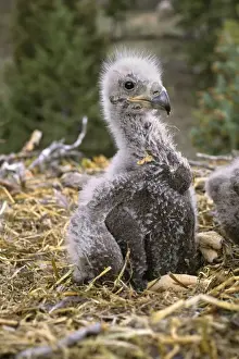 Vertical Prints: Bald Eagle chick (Eaglet) - In nest May BE1696