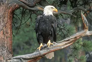 Bald Eagle CLA 67 On Ponderosa Pine (Pinus ponderosa), Colorado Haliaeetus leucocephalus © Mary Clay / ardea. com