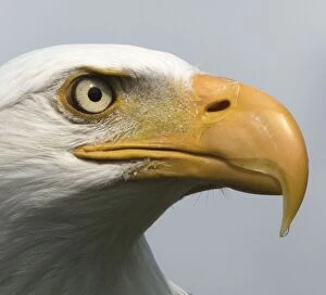 Bald Eagle close up of head and eye
