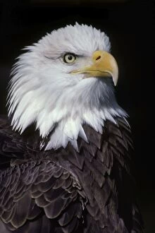 Bald Eagle - Close-up