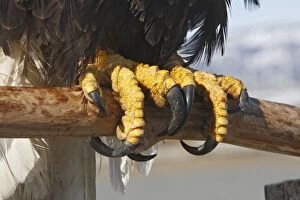 Images Dated 17th March 2008: Bald Eagle - close-up of feet/claws
