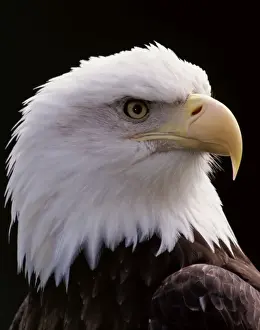 Leadership Prints: Bald Eagle - Close-up of head BE2122