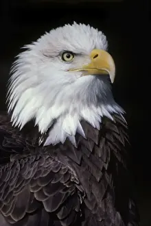 Leadership Prints: Bald Eagle - Close-up of head BE966