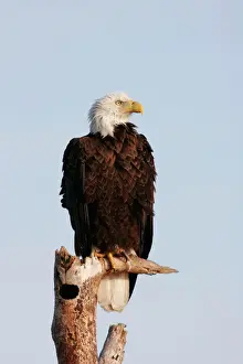 Bald Eagle - on dead tree Viera Wetlands, florida, USA BI001239