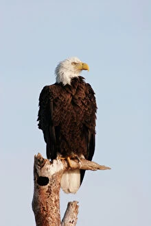 Raptors Collection: Bald Eagle - on dead tree Viera Wetlands, florida, USA BI001239