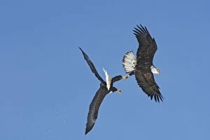 Images Dated 21st March 2008: Bald Eagle - fighting in mid air