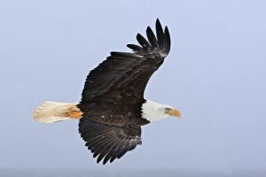 Images Dated 20th March 2008: Bald Eagle - in flight