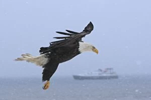 Images Dated 20th March 2008: Bald Eagle - in flight