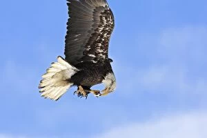 Bald Eagle - in flight