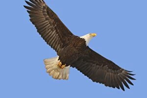 Images Dated 22nd March 2008: Bald Eagle - in flight