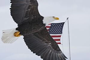 Images Dated 21st March 2008: Bald Eagle - in flight by american flag