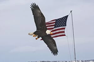 Images Dated 21st March 2008: Bald Eagle - in flight by american flag
