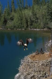 Bald Eagle - in flight - arriving at nest - with young