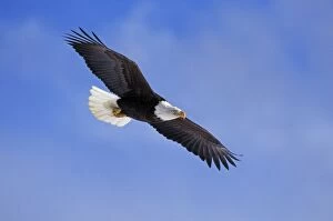 Images Dated 14th September 2004: Bald Eagle - In flight BE5429