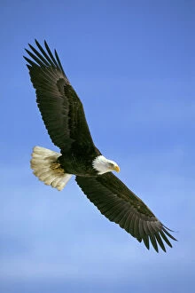 Bird Of Prey Collection: Bald Eagle - In flight BE5535
